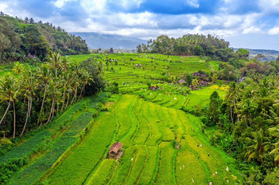 Scenic Bali landscape with lush rice terraces, warm sunshine, and vibrant cultural attractions, highlighting the best time to visit Bali for sightseeing and relaxation.
