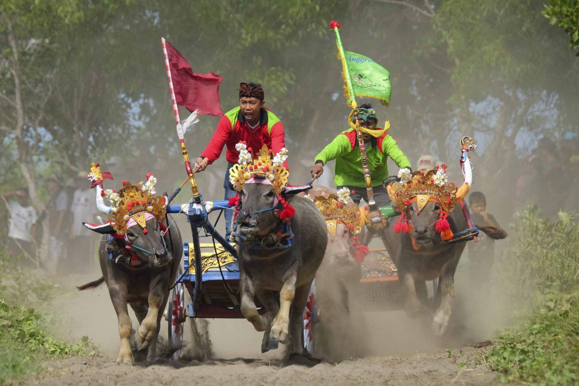 bali in august – Makepung Buffalo Races (Jembrana)