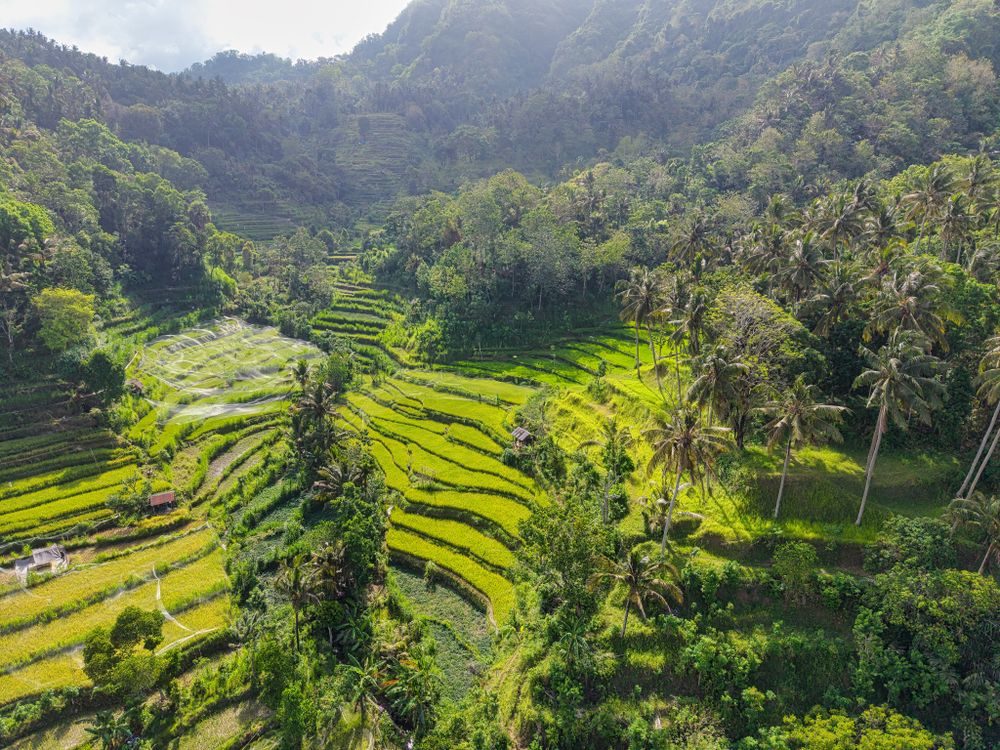 bali in october – Rice Terraces at Their Greenest