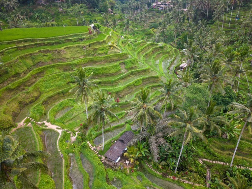 Volcano Treks and Rice-Terrace Walks