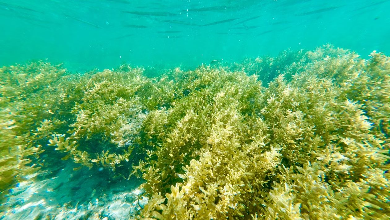 Seaweed Farming – 14